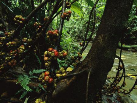 جنگلهاي باراني