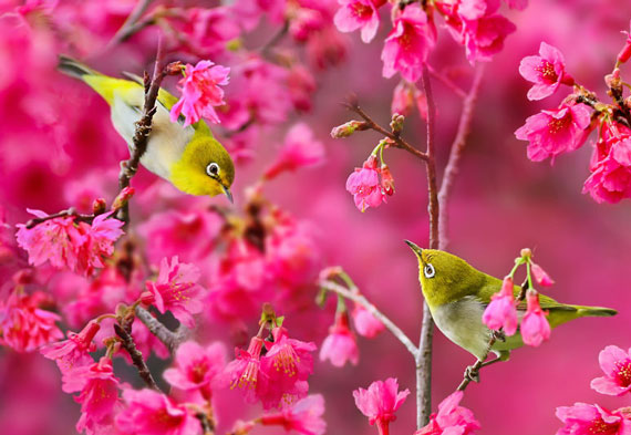 عکسهای زیبا از فصل بهار